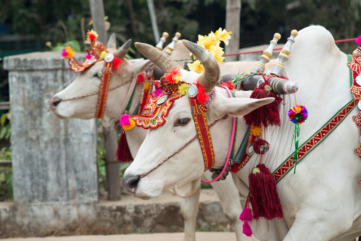 This is an image of sacred cow leading a procession in Myanmar