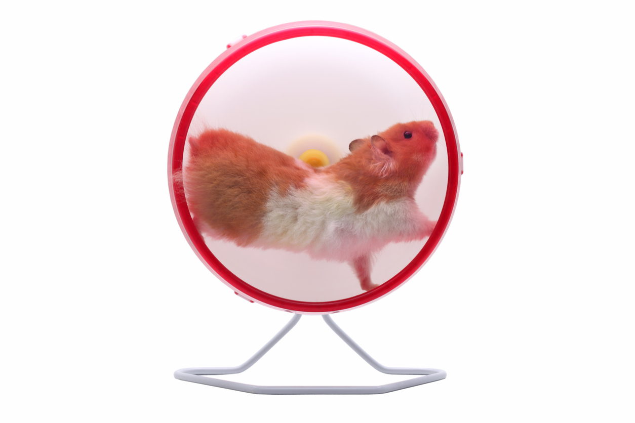 Hamster running on an exercise wheel