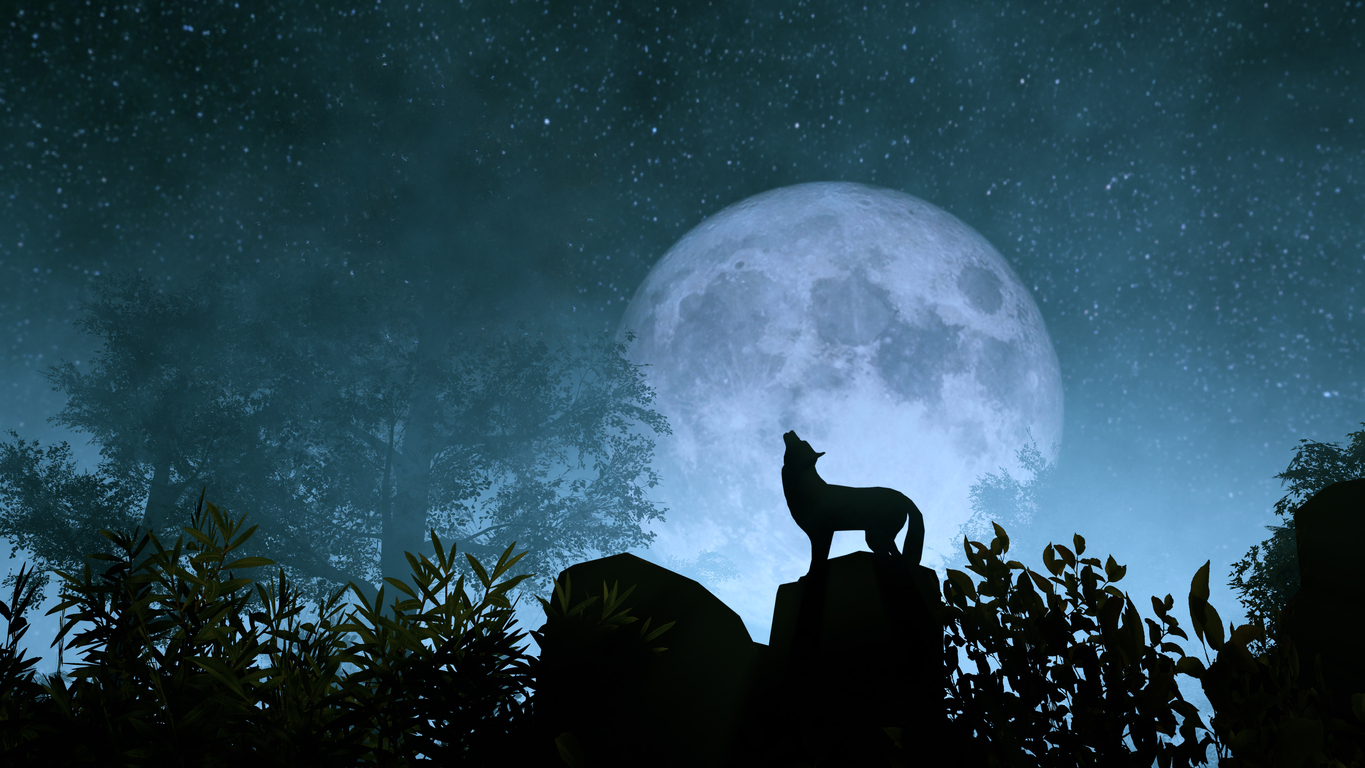 Wolf howling to the moon