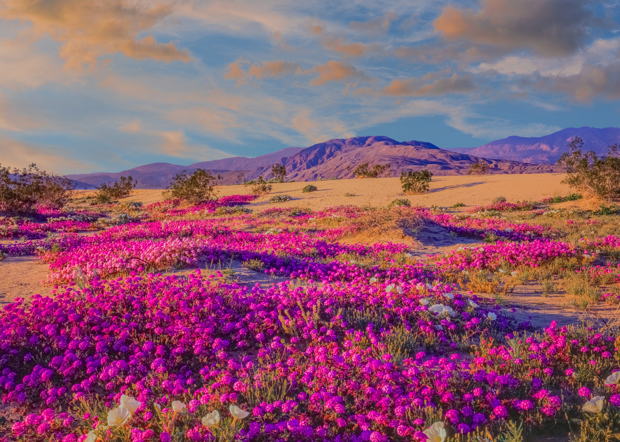 Spring desert wildflowers in Anza Borrego Desert State Park, CA